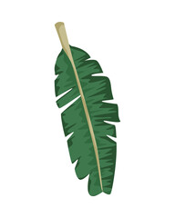 tropical leaf palm nature icon