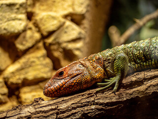 Big green and red lizard in a terrarium