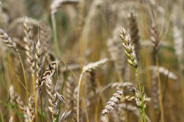 Wheat field, yellow ears of wheat, rye, barley and other cereals. Background of blue sky and western sun in a rural meadow. Wildflowers.
The concept of a good harvest.