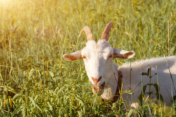A goat eats grass in a field. Grazing of domestic livestock.