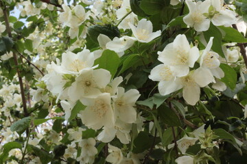 
Delicate white flowers bloom on the jasmine bush