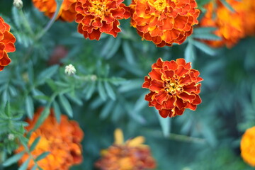 Blühende Studentenblumen (Tagetes)