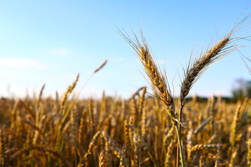 Naklejka premium Wheat field, yellow ears of wheat, rye, barley and other cereals. Background of blue sky and western sun in a rural meadow. Wildflowers. The concept of a good harvest.