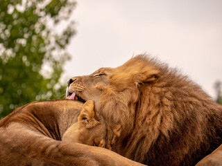 Couple of lions hugging each other