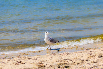 Seagull on a sandy beach of the Black sea