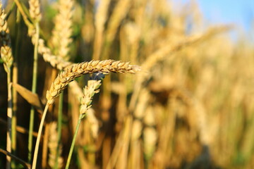 Fototapeta premium Wheat field, yellow ears of wheat, rye, barley and other cereals. Background of blue sky and western sun in a rural meadow. Wildflowers. The concept of a good harvest.