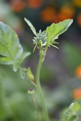 Radieschen-Blütenknospen