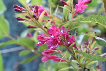 Blühende Weigelie (Weigela)