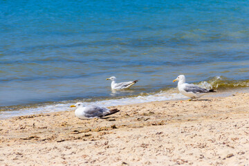 Seagulls on a sandy beach of the Black sea