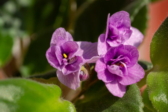 Close up of African violet flowers
