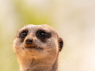 Close-up on a meerkat taking the place of sentry - animal portrait