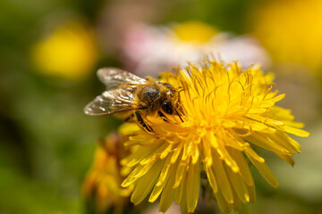 Bee collecting pollen on dandelion