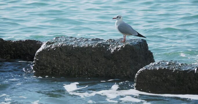Seagull sits on rock. Port of Sochi, Russia. Silhouettes of seagulls on rocks and tranquil sea surf.
