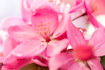 Pink flowers macro