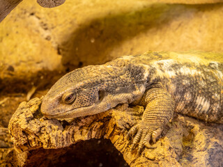 Big lizard resting on a branch of wood