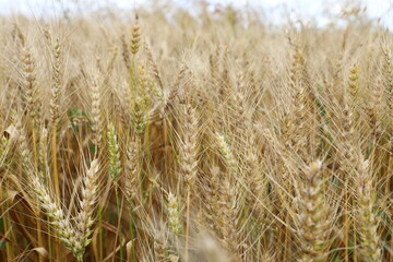 Wheat field, yellow ears of wheat, rye, barley and other cereals. Background of blue sky and western sun in a rural meadow. Wildflowers.
The concept of a good harvest.