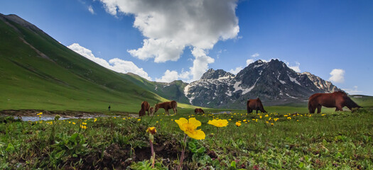 alpine meadow in the mountains, wild horses in himalayas, flowers and meadows, kashmir meadows, kashmir - obrazy, fototapety, plakaty