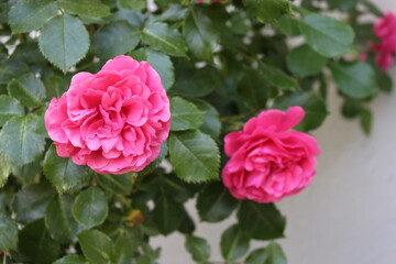 Bright pink flowers blooming on a rose bush in the summer garden. 