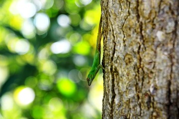 green reptil in the jungle