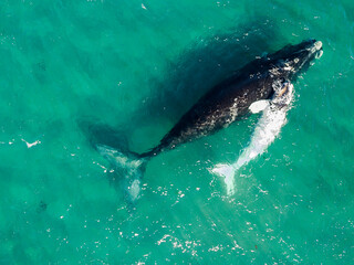 Obraz premium Aerial view of a southern Right Whale, Eubalaena australis, and her rare white calf in the shallow protected waters of the Nuevo Gulf, Valdez Peninsula, Argentina, a UNESCO World Heritage site.