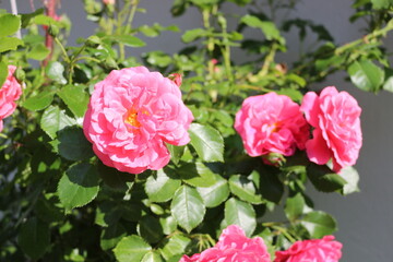 Bright pink flowers blooming on a rose bush in the summer garden. 