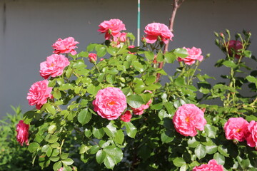 Bright pink flowers blooming on a rose bush in the summer garden. 