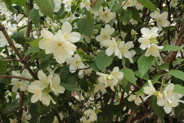 
Delicate white flowers bloom on the jasmine bush