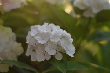Blühende Hortensie (Hydrangea)