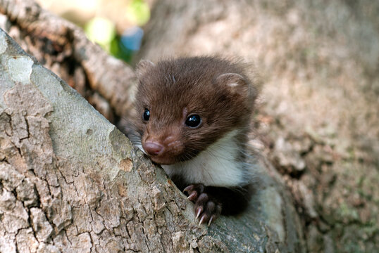 Steinmarder-Jungtier (Martes foina) - juvenile Beech marten 