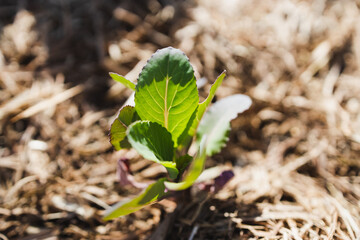 cabbage plant outdoor in sunny vegetable garden