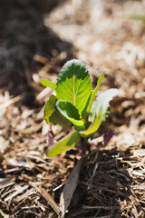 cabbage plant outdoor in sunny vegetable garden