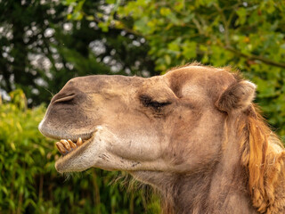Close-up on the head of a dromedary making a funny face - animal portrait