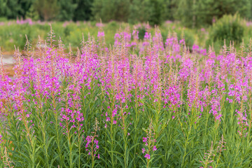 Field of  a blooming fireweed in the summer. Medicinal herb for prostate and bladder treatment and...