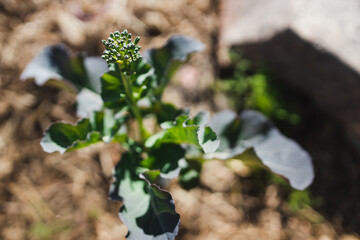 broccolini plant outdoor in sunny vegetable garden