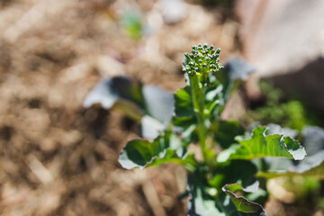 broccolini plant outdoor in sunny vegetable garden