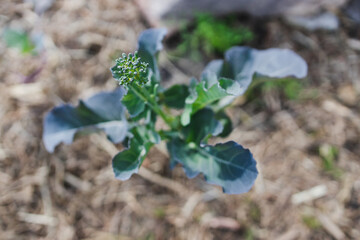 broccolini plant outdoor in sunny vegetable garden