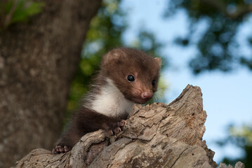 juvenile Beech marten / Steinmarder-Jungtier (Martes foina) 