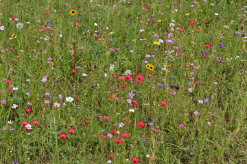 Wildblumenwiese in der Stadt, Insektenwiese und Bienenweide mit Wildblumenmischung, Samenmischung, die wunderschön blüht und Nahrung für Insekten bietet