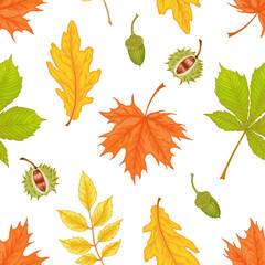 Vector autumn leaves seamless pattern on white background.  Oak, acorn, rowan tree, Maple, Horse chestnut