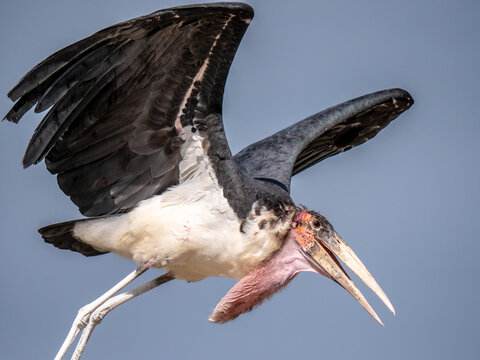 African marabout flying away - bird taking off
