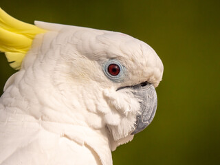 Close-up portrait of a Sulfur-crested Cockatoo
