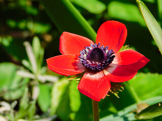 red flower in the garden