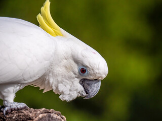 Close-up portrait of a Sulfur-crested Cockatoo