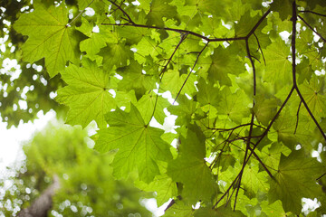 Fototapeta na wymiar Green maple branches against the sky