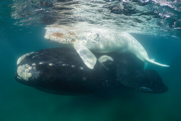Southern Right Whale, Eubalaena australis, and her rare white calf in the shallow protected waters...