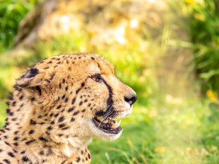Close-up portrait of a cheetah on blurred plant background