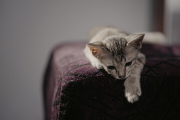 A small kitten is bored in a chair.