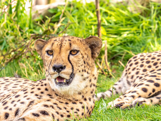Close-up portrait of a cheetah on blurred plant background
