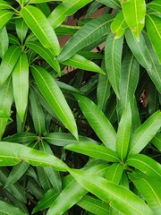 Obraz premium close up of green leaves