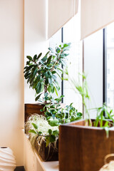 Potted plants in the office or at home, large and small pots, greenery in the interior, decoration, green, oxygen, gardening city